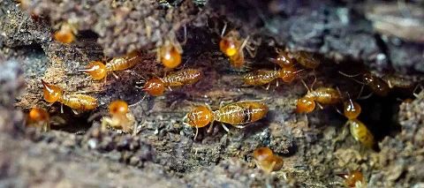 Anti termite services