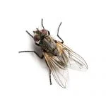 House Fly