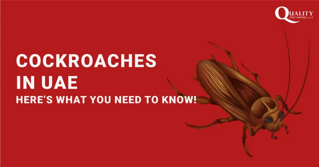 cockroaches in uae