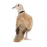 Collared Dove