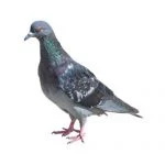 Feral Pigeons