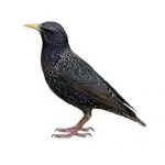 Starlings